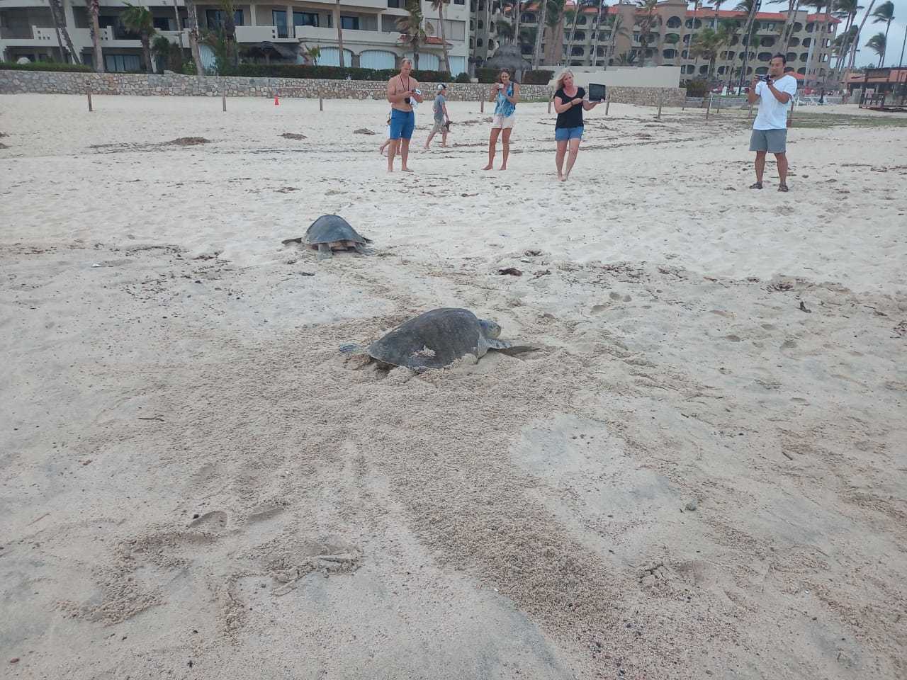 Los Cabos Libertad A Mil Tortuguitas Colectivo Peric