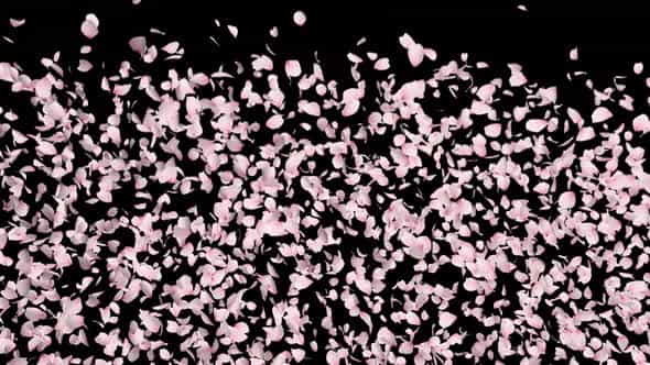 Cherry Blossom Explosion - VideoHive 33043065