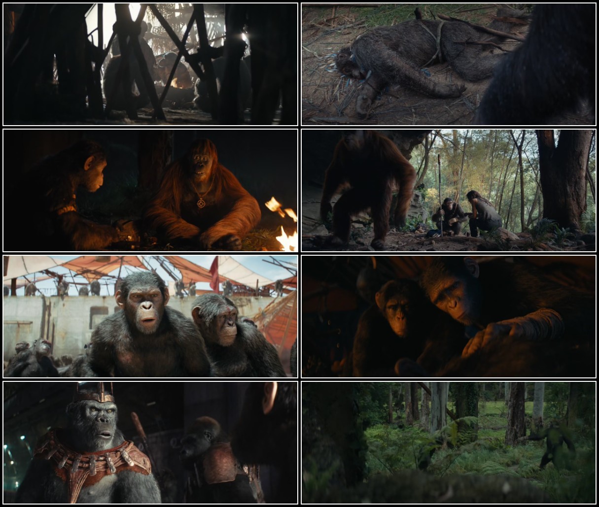 Kingdom Of The Planet Of The Apes (2024) 720p 10bit WEBRip OTDMOKLL_o