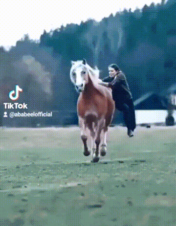 ANIMALS GIFS AND PICS...40 MR8oTBfY_o