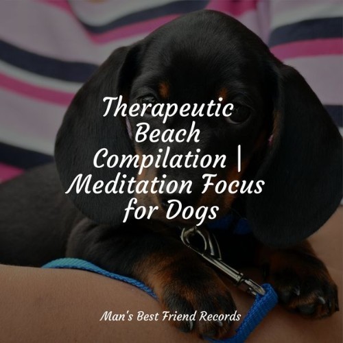 Relaxing Music for Dogs - Therapeutic Beach Compilation  Meditation Focus for Dogs - 2022