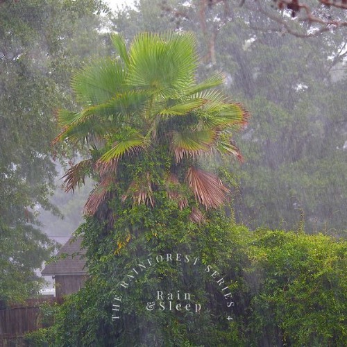 Rain & Sleep - The Rainforest Series 4 - 2021