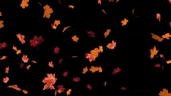 Maple Leaves 01 4k - VideoHive 33378848