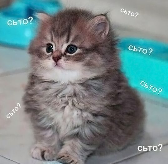 https://images2.imgbox.com/06/57/pTf5CMML_o.jpg