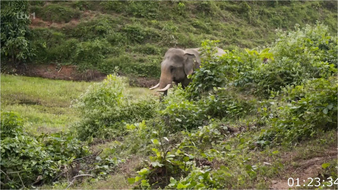 ITV Paul O'Grady's Great Elephant Adventure [1080p] HDTV (x265) MjXyOF41_o