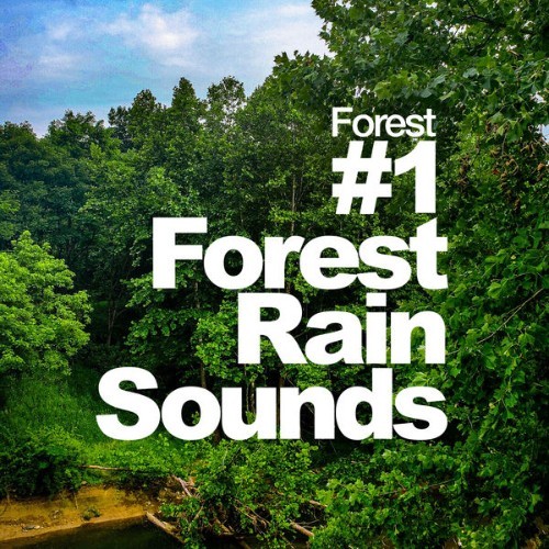 Forest - #1 Forest Rain Sounds - 2019