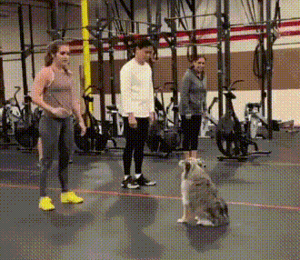 ANIMALS GIFS AND PICS dogs edition 1tIVZxdm_o