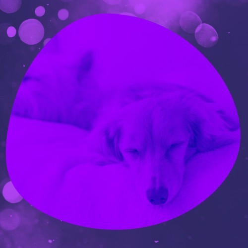 Dog Separation Anxiety Music - (Bossa Nova) Music for Calming Puppies - 2021