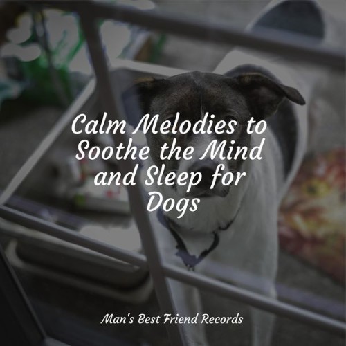 Pet Care Music Therapy - Calm Melodies to Soothe the Mind and Sleep for Dogs - 2022