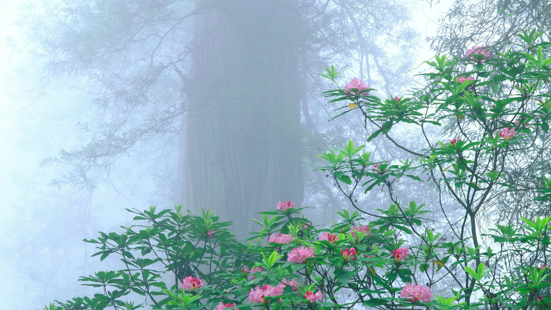 Rhododendron, Redwood National Park, California.jpg