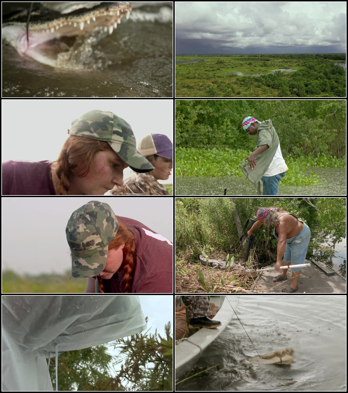 Swamp People S14E11 1080p WEB h264-KOGi Swamp People S14E11 1080p WEB h264-KOGi