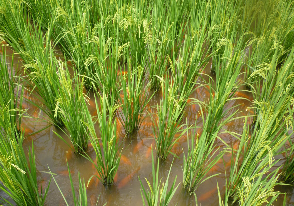 中国浙江省の米と魚の共養養殖場。Credit: The Food and Agriculture Organization (FAO)/Luohui Liang via flickr |