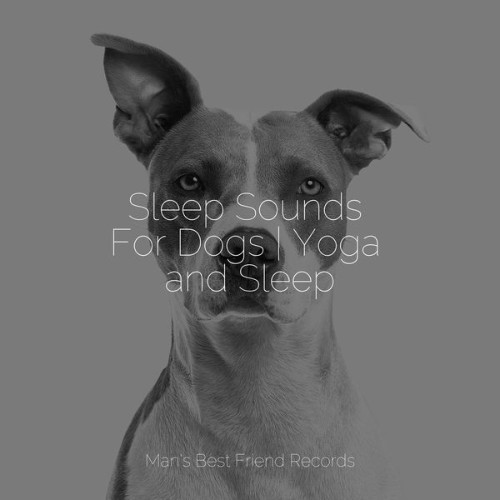 Dog Music Club - Sleep Sounds For Dogs  Yoga and Sleep - 2022