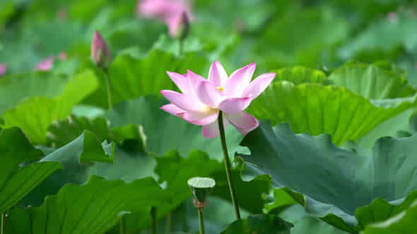Lotus Flower Blooming In Summer - VideoHive 53974565