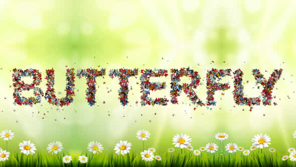 Colored Butterfly Animated - VideoHive 37507229