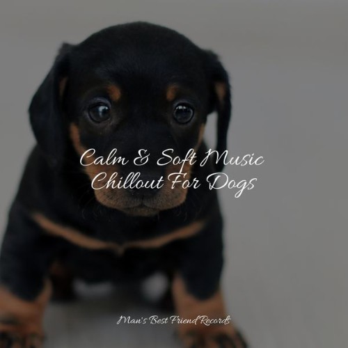 Sleep Music For Dogs - Calm & Soft Music Chillout For Dogs - 2022