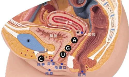 女性身体最敏感的器官是哪个