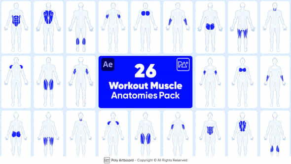 Workout Muscle Anatomies - VideoHive 48592889