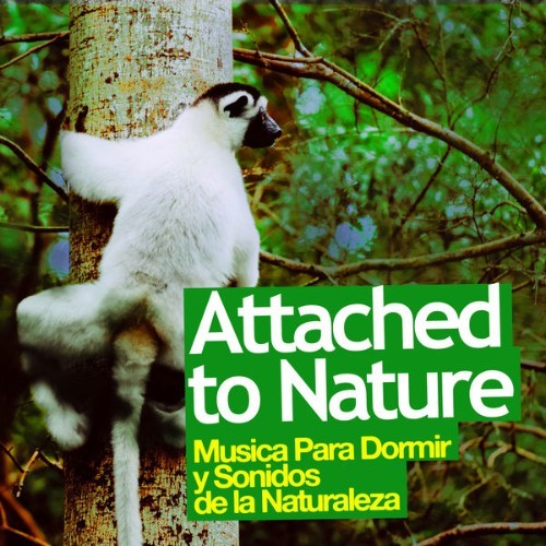 Musica Para Dormir y Sonidos de la Naturaleza - Attached to Nature - 2019