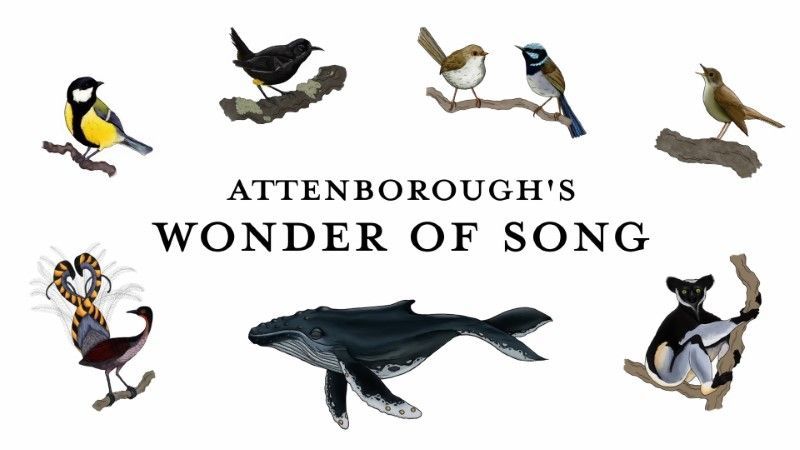 Attenborough's Wonder of Song (2022)