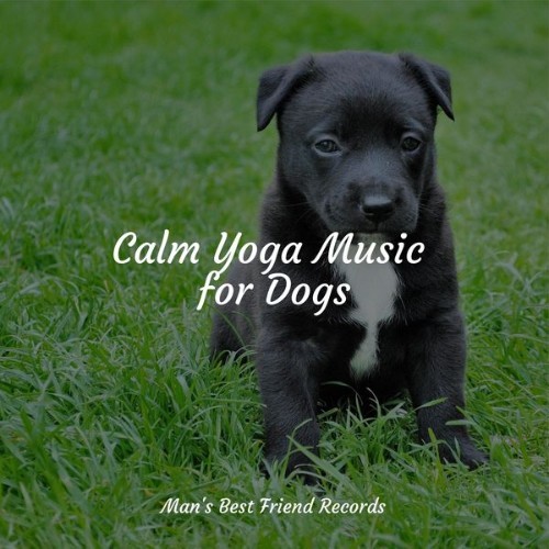 Relaxation Music For Dogs - Calm Yoga Music for Dogs - 2022