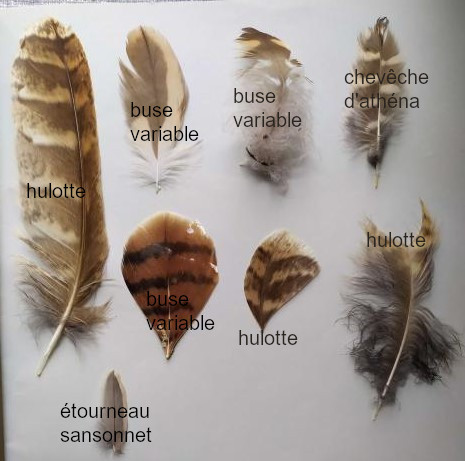 Identification plumes WjUCfYyn_o