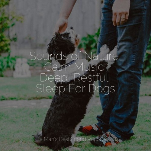 Pet Care Music Therapy - Sounds of Nature  Calm Music  Deep, Restful Sleep For Dogs - 2022
