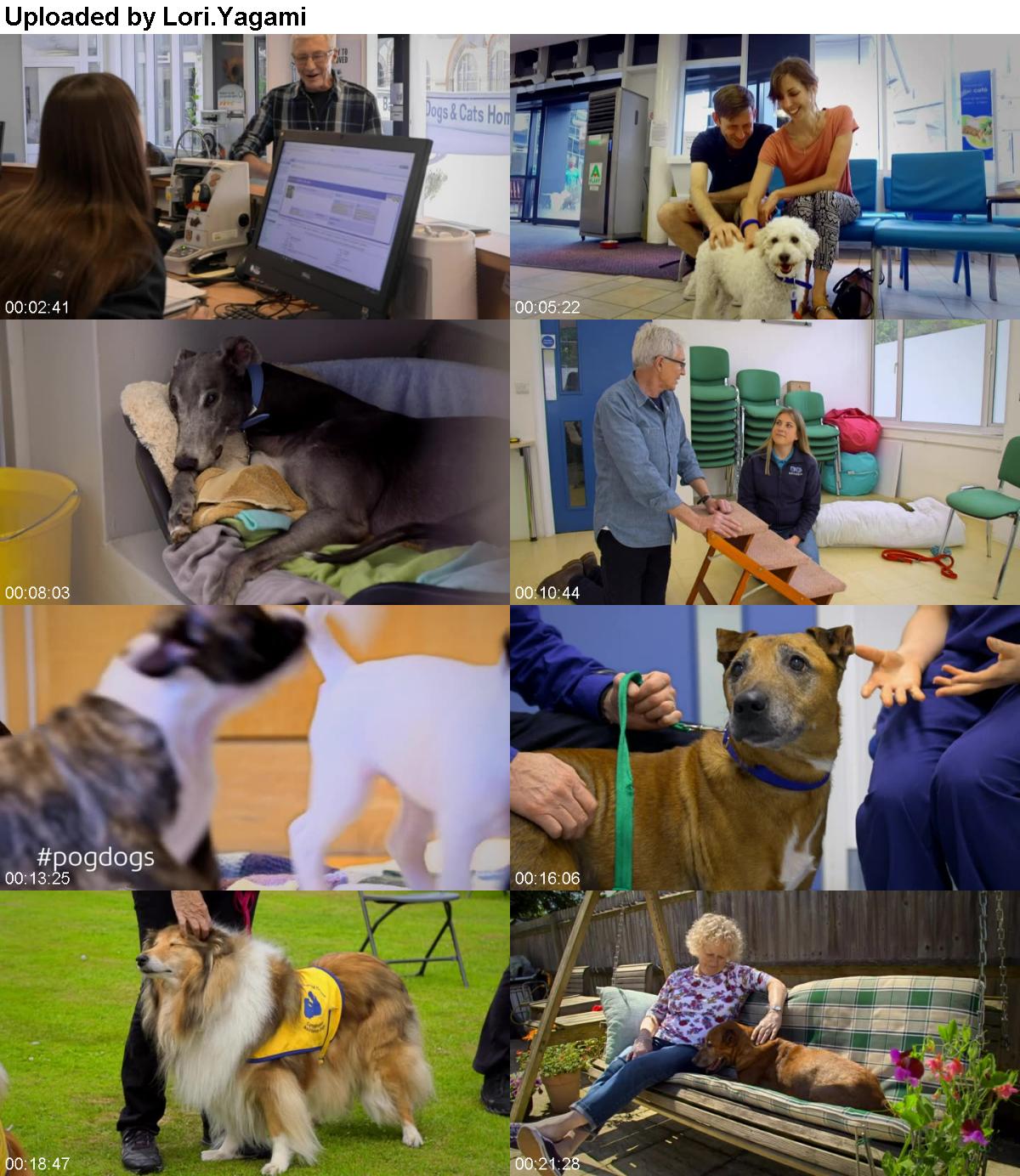 Paul OGrady For the Love of Dogs S08E01 AMZN WEB-DL DDP2 0 H 264-TEPES