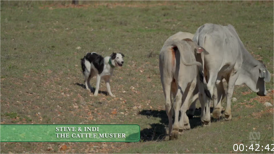Muster Dogs [S02E05] [1080p] (x265) WXz59phf_o