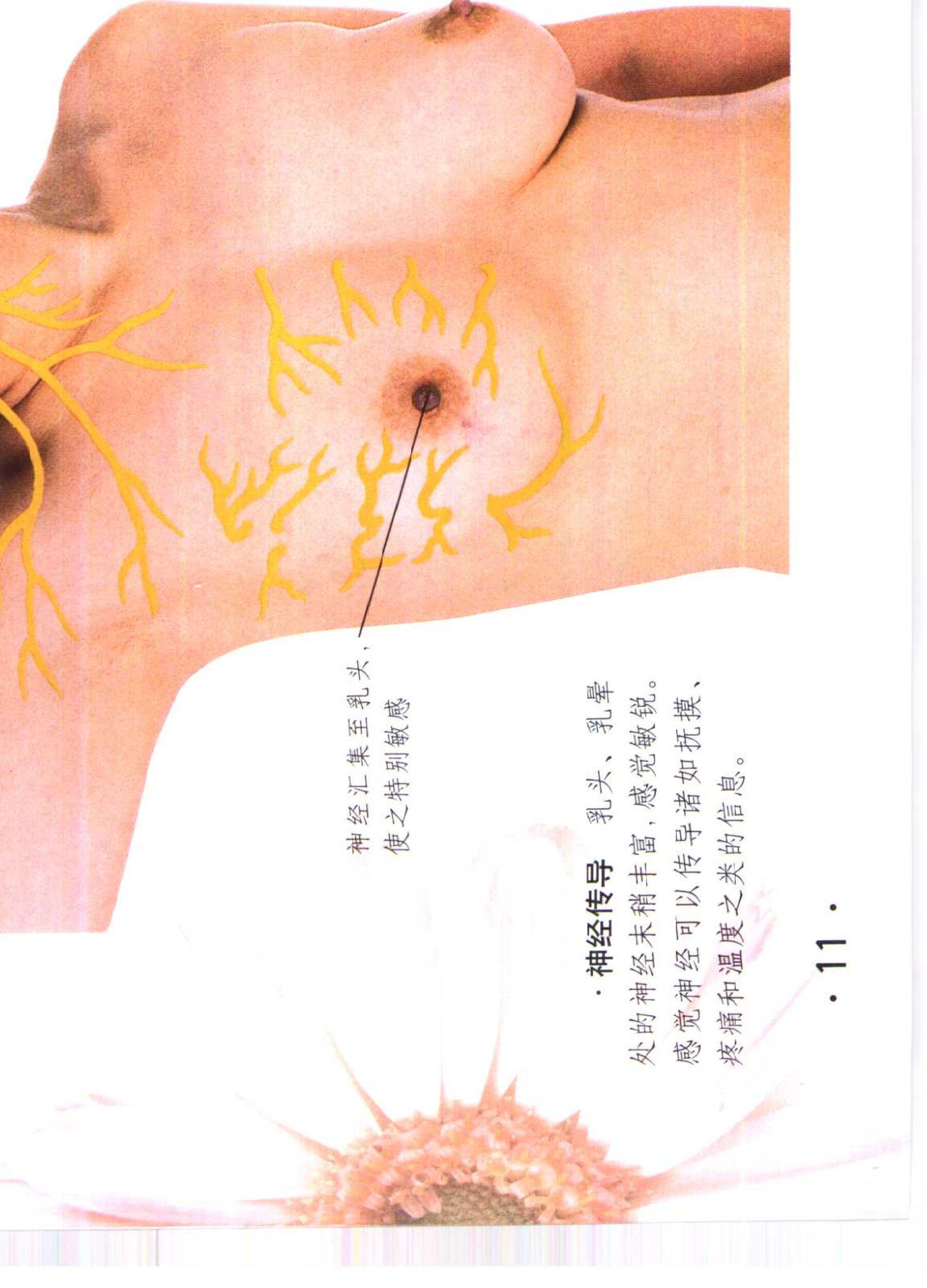 书籍扫描 乳房保健按摩彩色图谱(16)