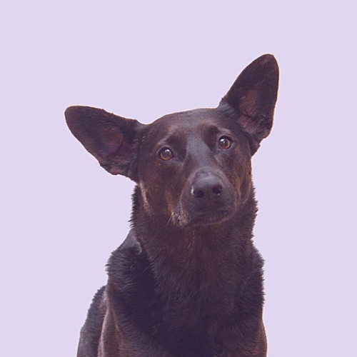 Great Dog Calming Music - Calming Your Dog (Subdued) - 2021