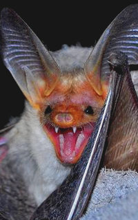 Chauve-Souris