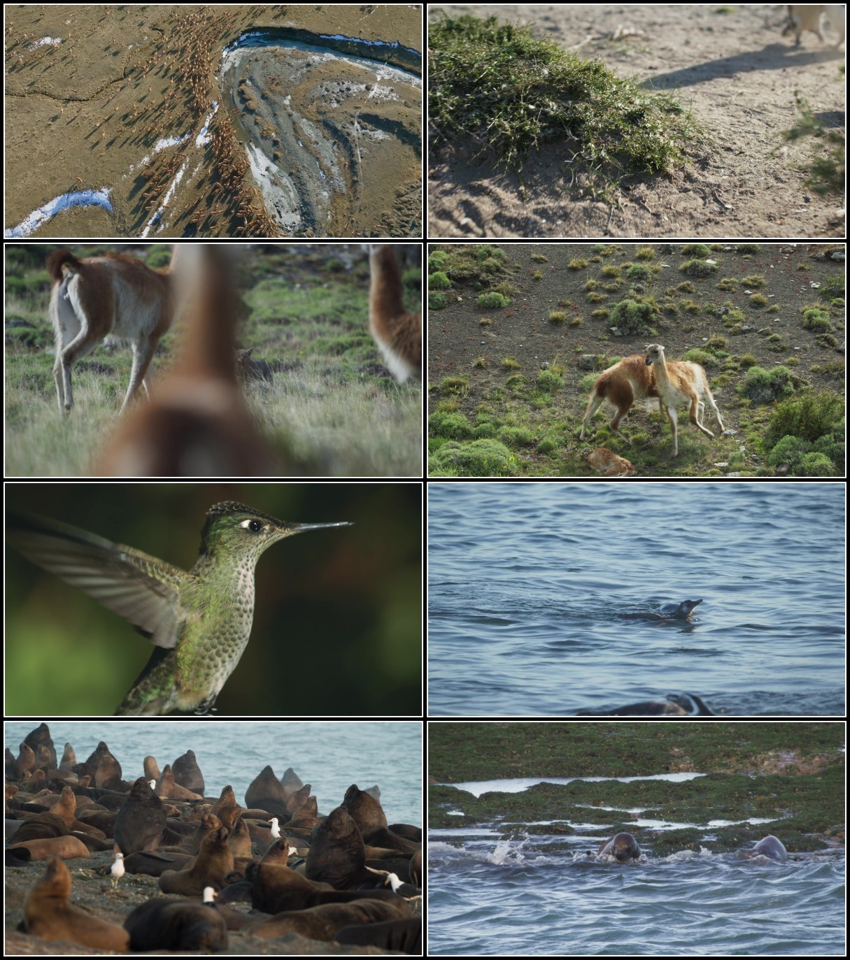 Epic Animal Migrations Patagonia (2023) iNTERNAL 1080p WEB H264-CBFM 5eDMQ50z_o