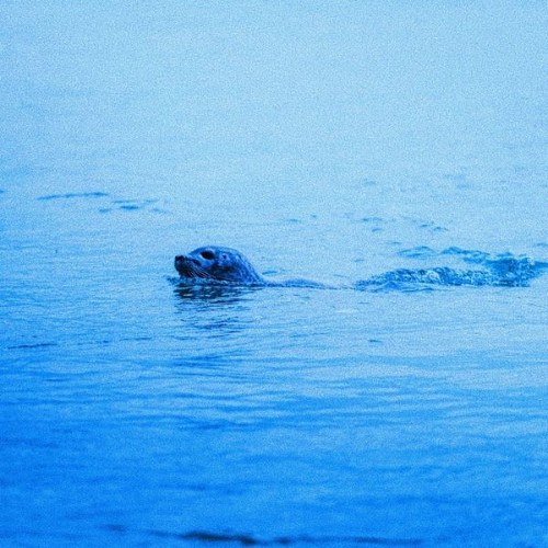 River Bass - Wired Seals - 2021