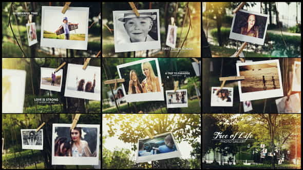 Tree of Life Photo Gallery - VideoHive 15795143