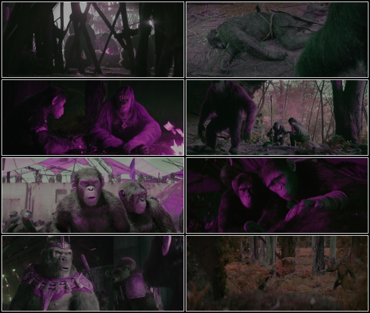 Kingdom Of The Planet Of The Apes (2024) 2160p WEB-DL DV-TheEqualizer JpHhdq0H_o