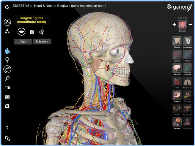 3D Organon Anatomy 3.0.0 ISO HOj160r3_o