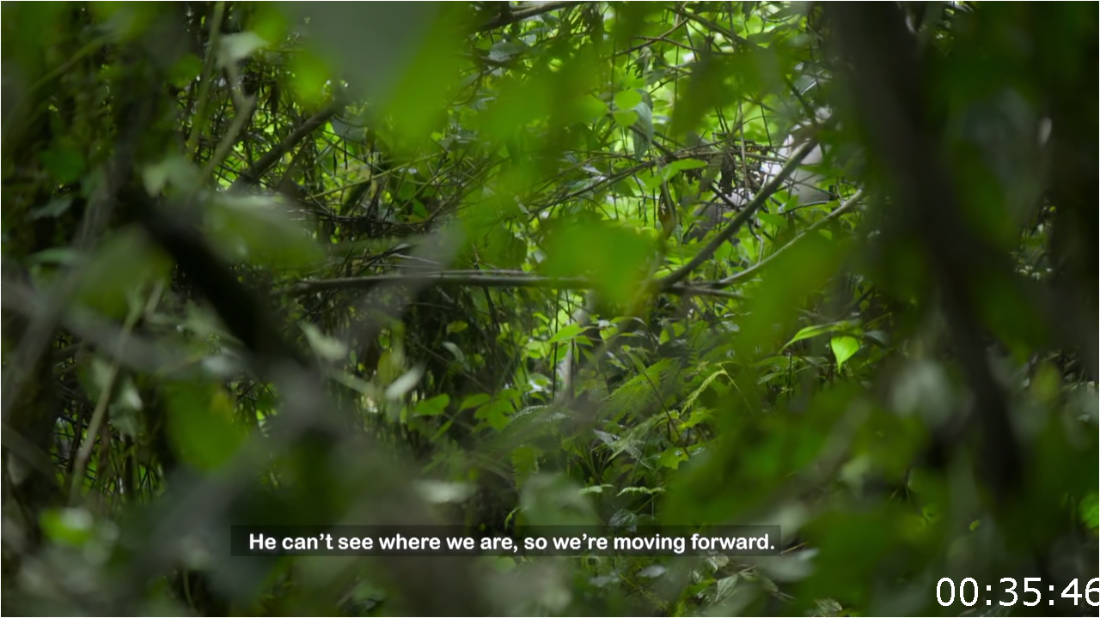 Nature S43E01 Silverback [1080p/720p] (x265) UcsDQ7dZ_o