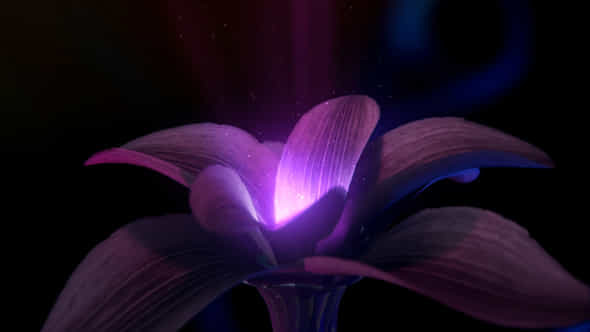 Mysticical Flower Logo - VideoHive 25276390