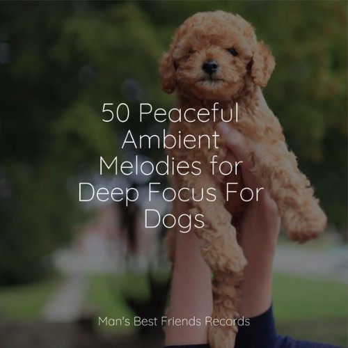 Calming Music for Dogs - 50 Peaceful Ambient Melodies for Deep Focus For Dogs - 2022