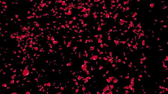 Rose Petal Explosion 4K - VideoHive 34255994
