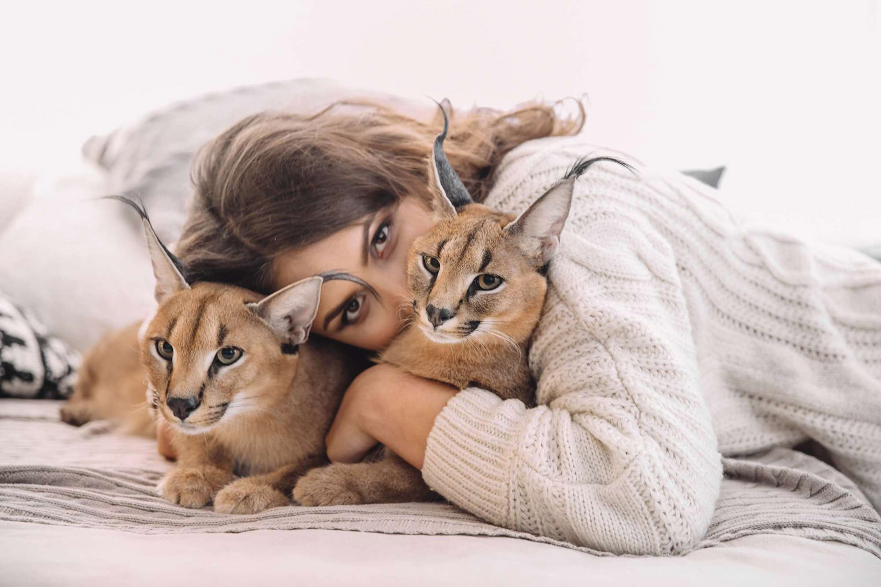 Каракалы, питомник Soul Cats - фотограф Ксения Чебиряк