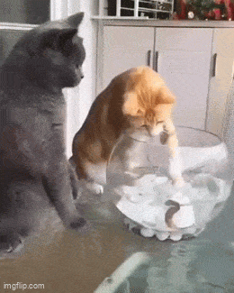 ANIMALS GIFS AND PICS...33 SvMHCsTg_o