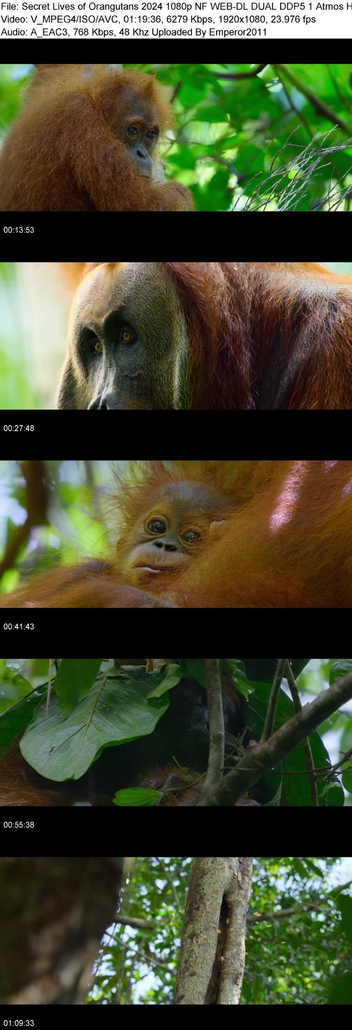 Secret Lives of Orangutans (2024) 1080p NF WEB-DL DUAL DDP5 1 Atmos H 264-WADU VzsZieM8_o