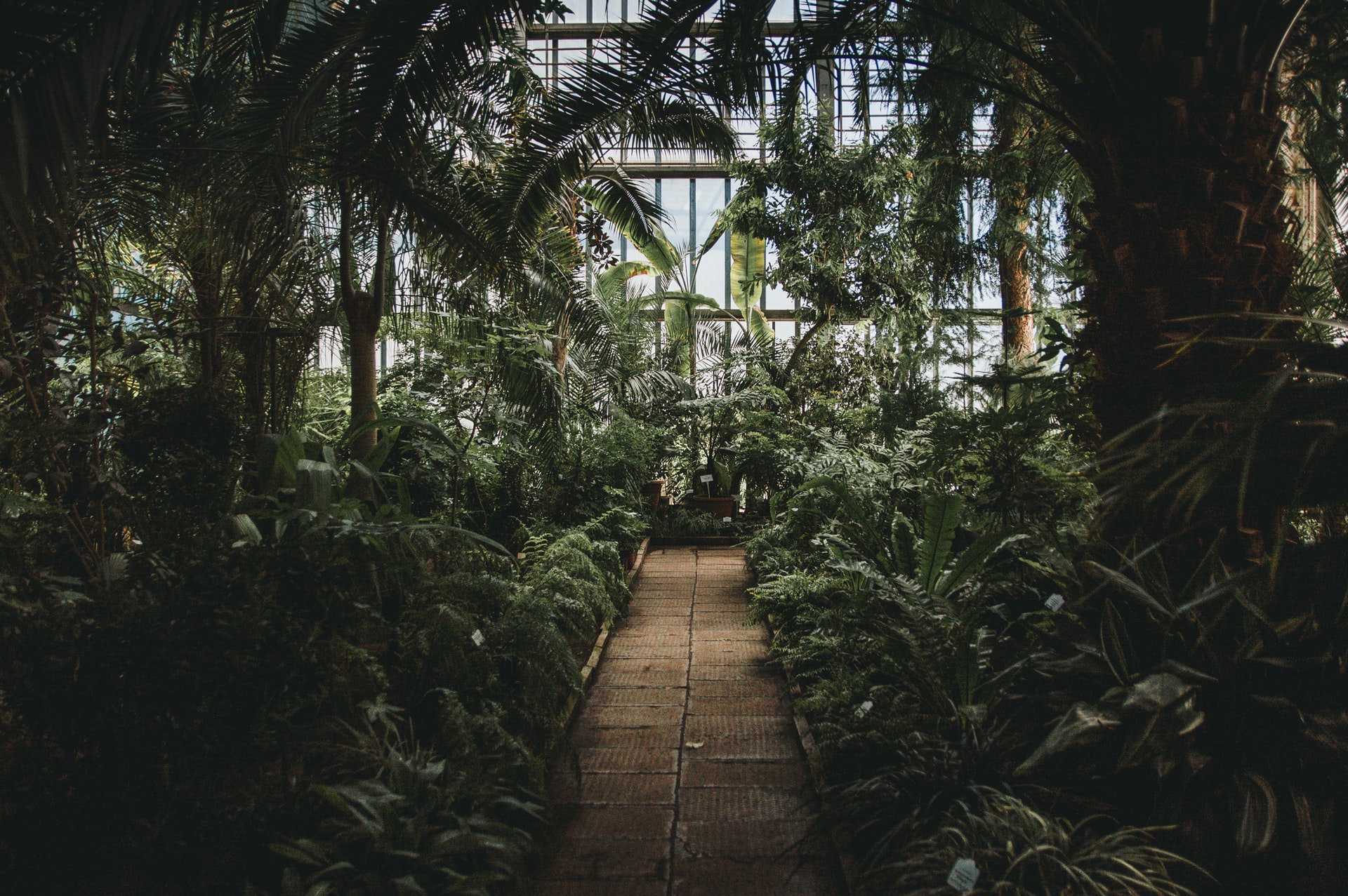 Interior shot of tropical greenhouse