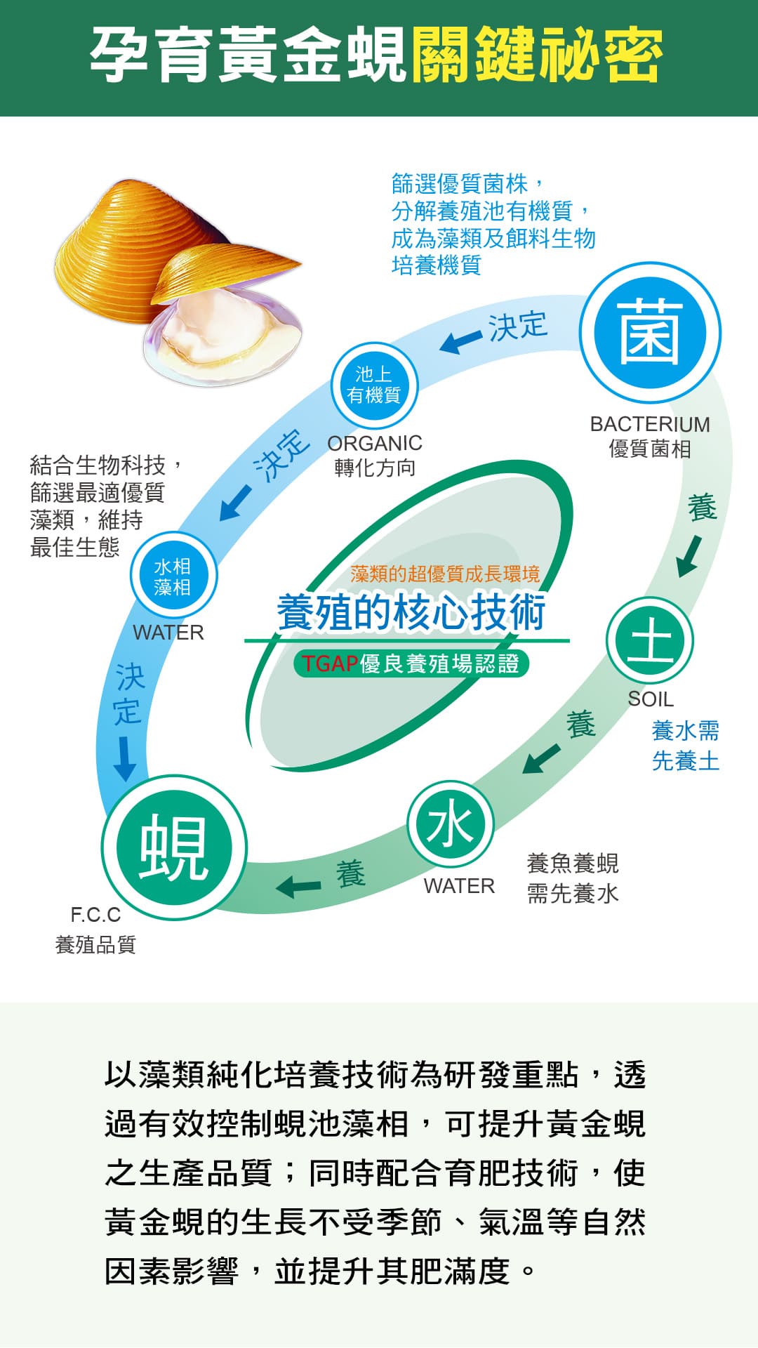 孕育黃金蜆關鍵秘密結合生物科技篩選最適優質藻類,維持最佳生態池上有機質篩選優質菌株,分解養殖池有機質,成為藻類及餌料生物培養機質ORGANIC菌 決定轉化方向藻類的超優質成長環境,養殖的核心技術TGAP優良養殖場認證BACTERIUM優質菌相養水相藻相WATER決定F.C.C養殖品質蜆水SOIL養← 養養魚養蜆WATER需先養水養水需先養土以藻類純化培養技術為研發重點,透過有效控制蜆池藻相,可提升黃金蜆之生產品質;同時配合育肥技術,使黃金蜆的生長不受季節、氣溫等自然因素影響,並提升其肥滿度。