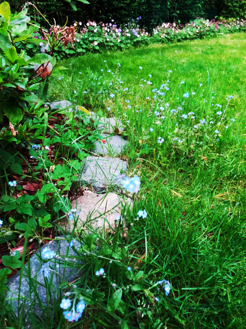 garden, flowers