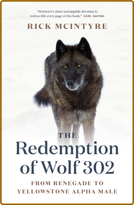 The Redemption of Wolf 302  From Renegade to Yellowstone Alpha Male by Rick McIntyre