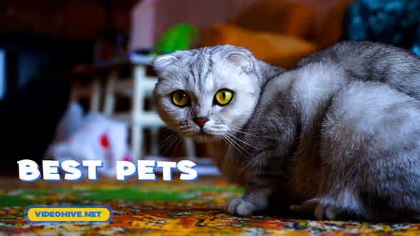 Pets Slideshow - VideoHive 31470611