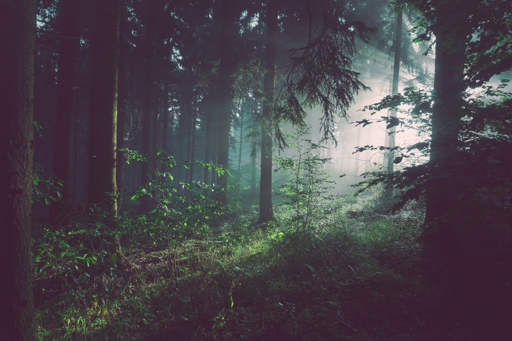 Dark forest scene